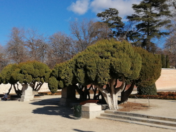 Árboles Cipreses en el Parque del Retiro