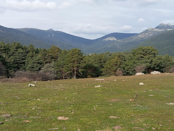 Pradera y montañas en Cercedilla