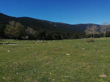 Pradera montañas al fondo