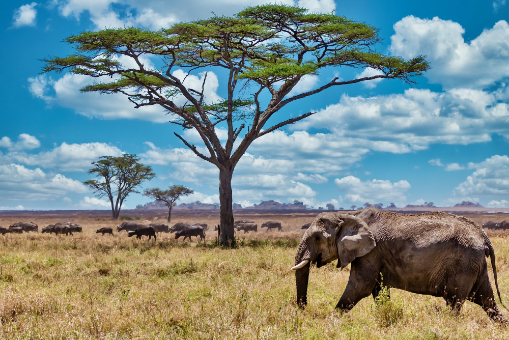 Elefante caminando en la selva